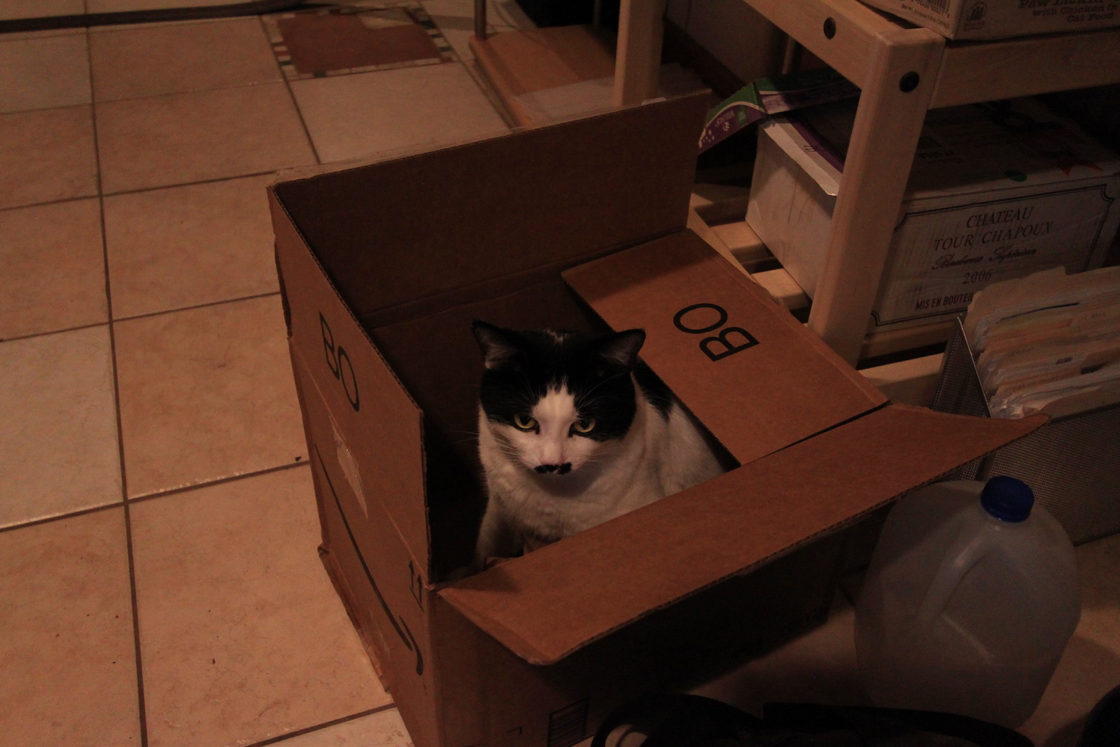 IMG_0840 - CATTTINNBOXX!