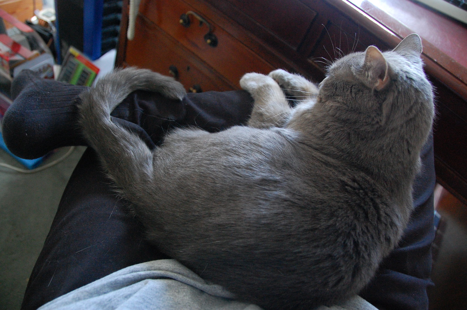 Cat - DSC_0762