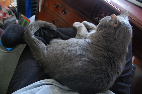 Cat - DSC_0762