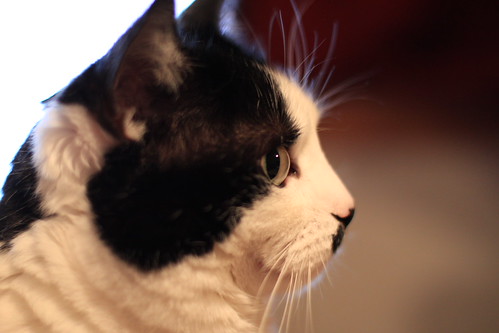 IMG_1360 - CATTTEYE!