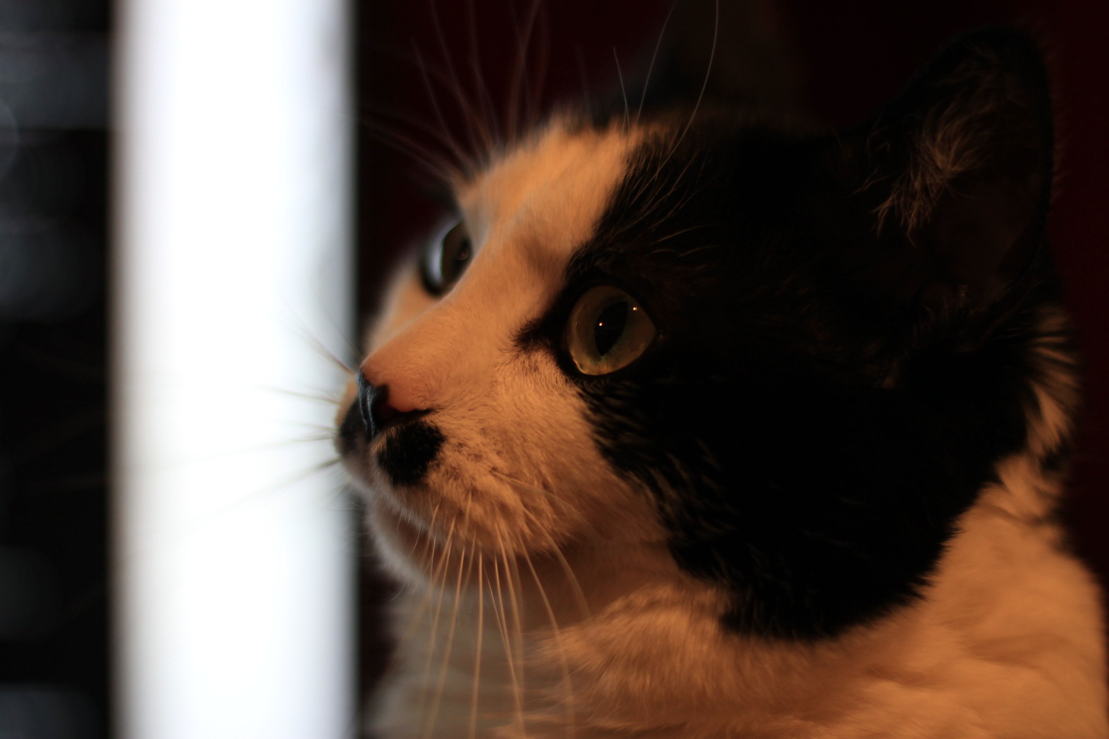 IMG_1439 - Lambent **CATT**