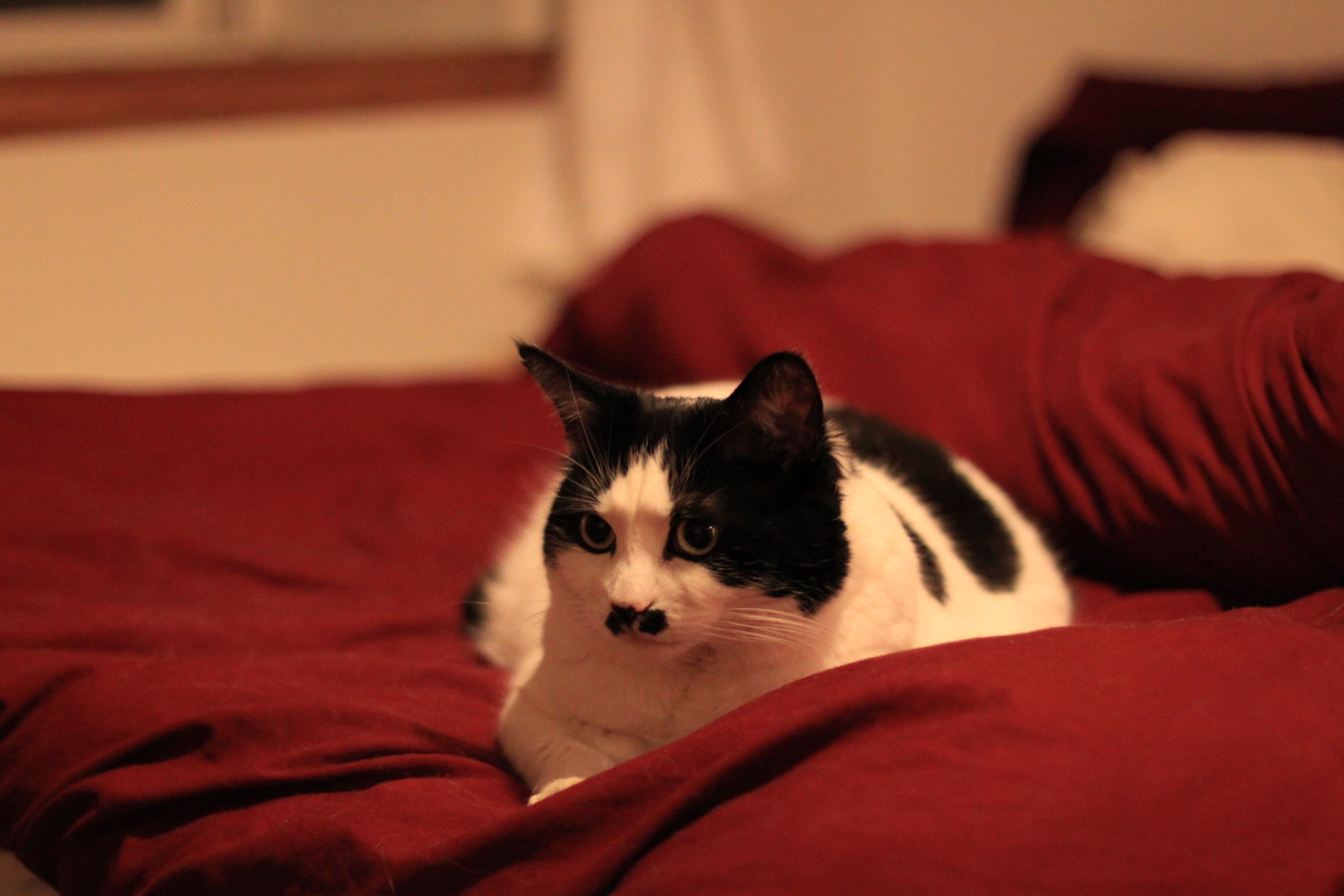IMG_1352 - CATTCROUCH!