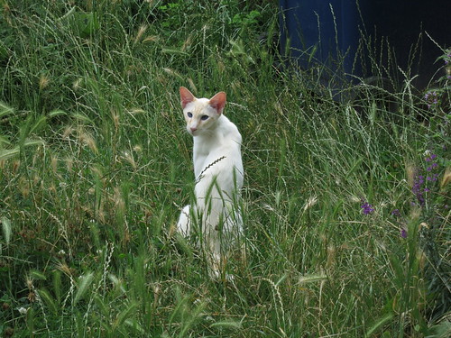 IMG_1842 - CATTTOOGIRL!