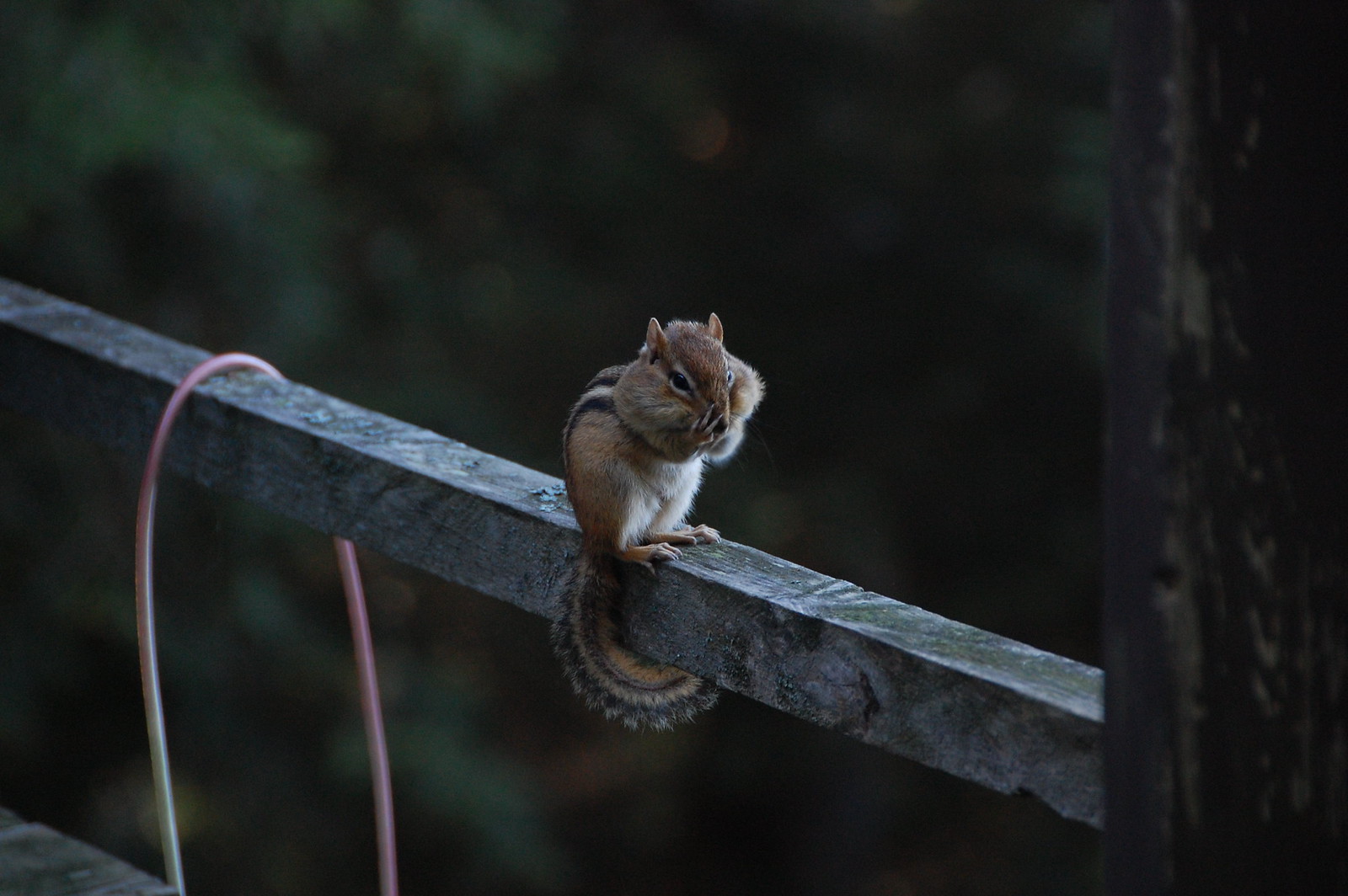 Chipmunk Delicacy - DSC_1169