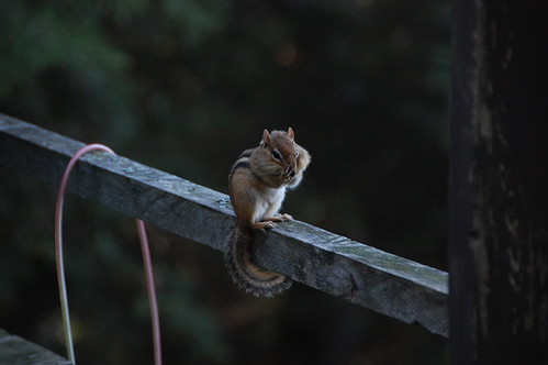 Chipmunk Delicacy - DSC_1169