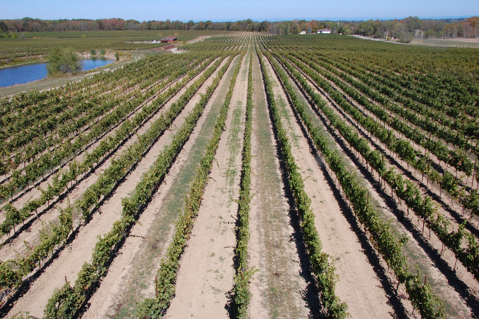 Niagara Vineyard - DSC_1030