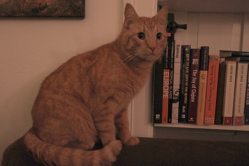 IMG_2704 - levels - Studious BOOKKECATTE