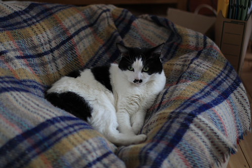 IMG_2855 - CATTEINBAGGE!