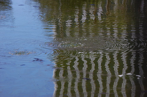 La Brea Tar - DSC_1593