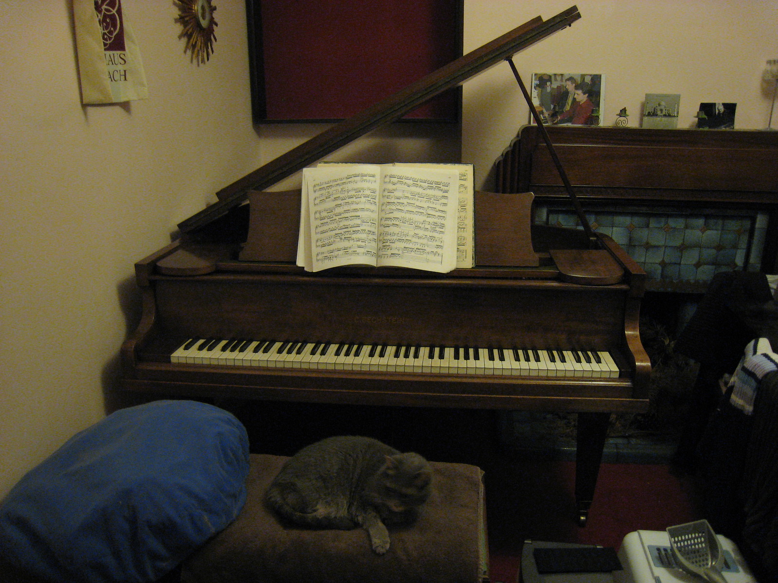 Old Cat - IMG_0929