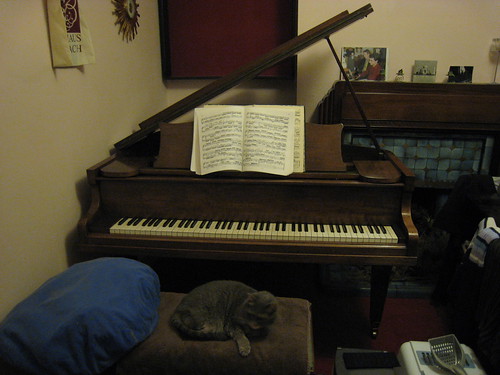 Old Cat - IMG_0929