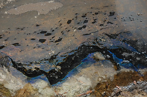 Tar Creeps - DSC_1610