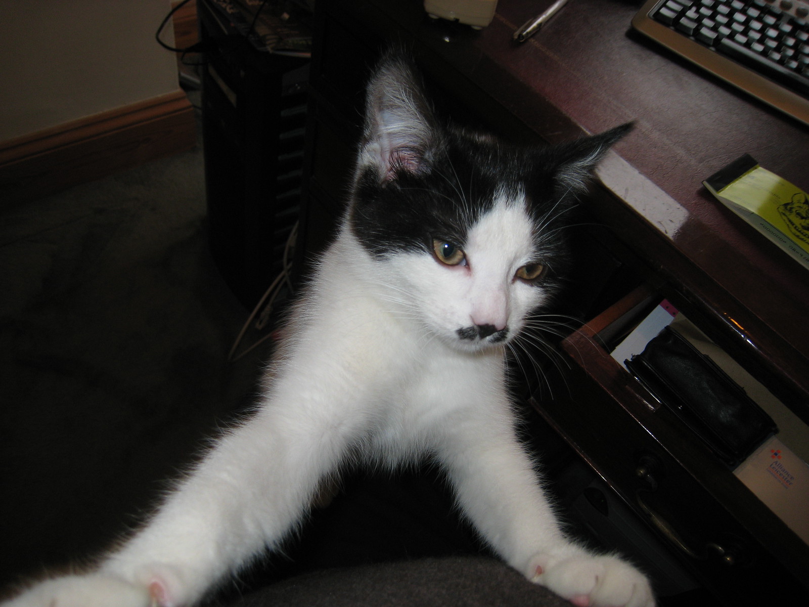 Cat Stretch - IMG_1174