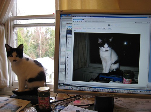 Cat And Day - IMG_1180