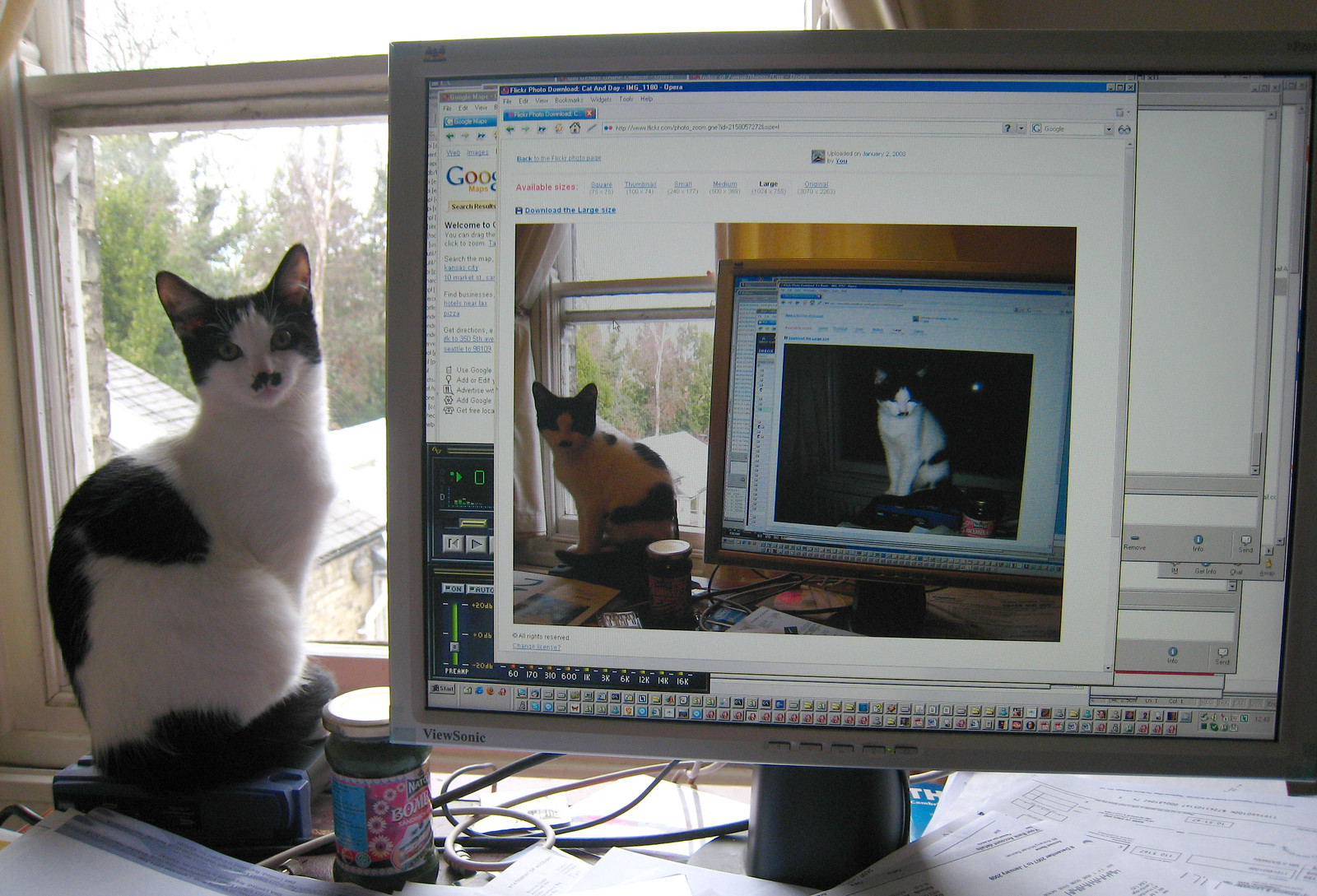Empire of CATT! - IMG_1286_cropped