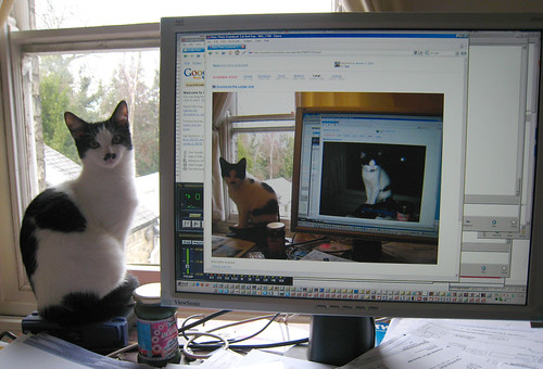Empire of CATT! - IMG_1286_cropped