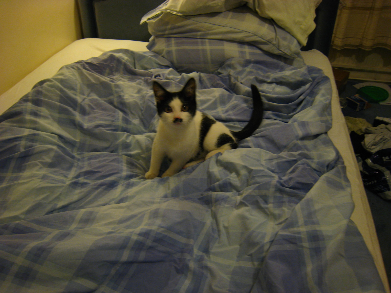 CATTINBED - IMG_1279