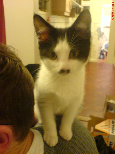 Young Atkins Cat - DSC00212