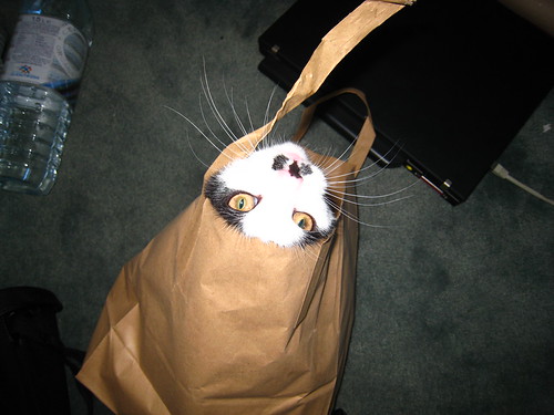 CATTINBAG! - IMG_1306