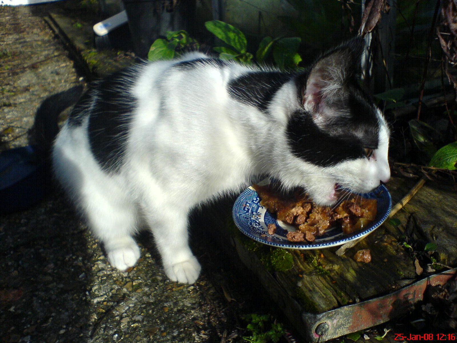 CATT CONSUME! - DSC00242