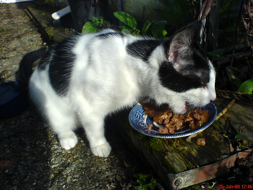 CATT CONSUME! - DSC00242