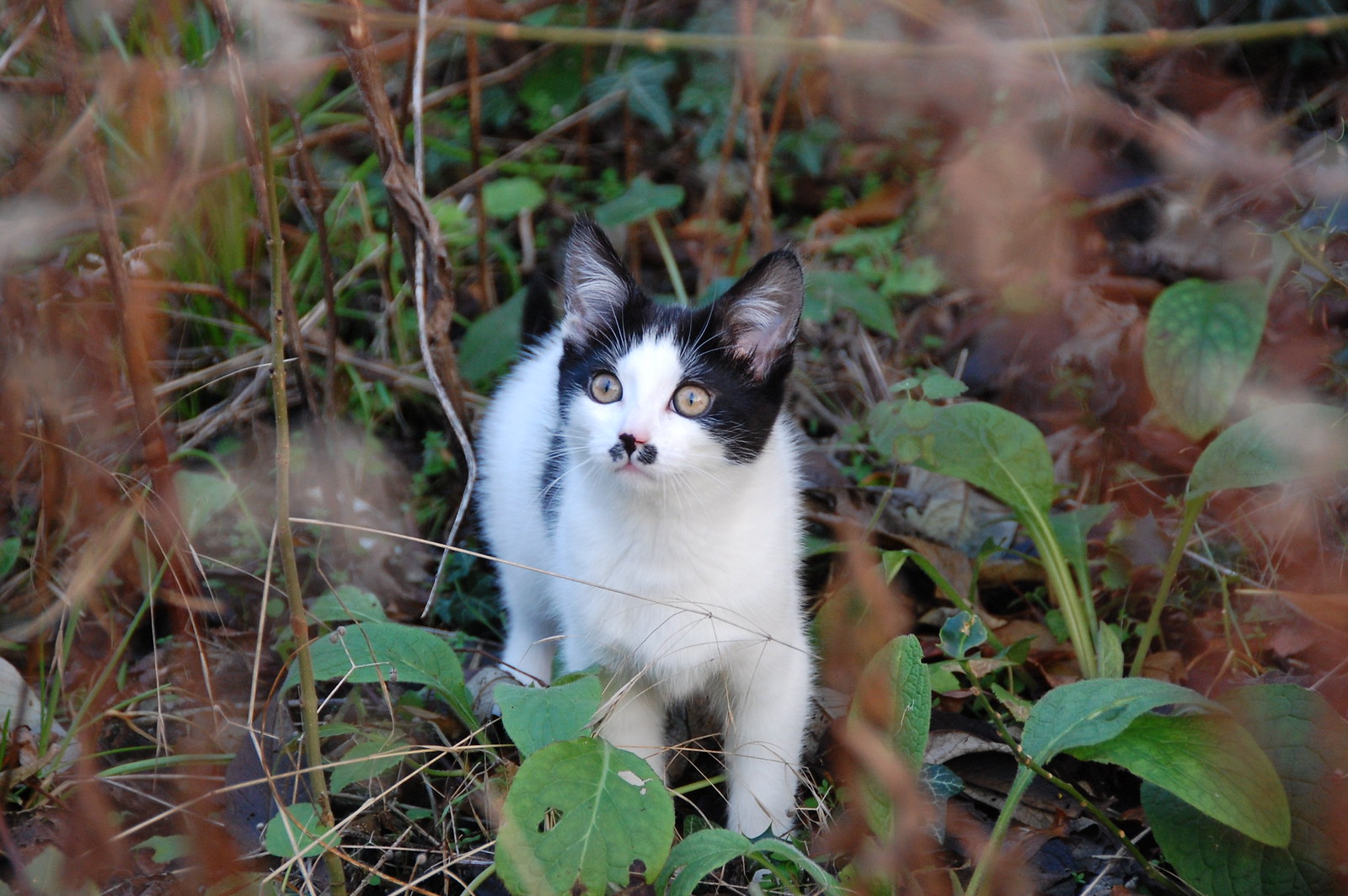 Young CATTINGRASS - DSC_1708