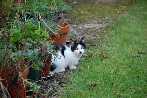 CATTINPOT - DSC_1694