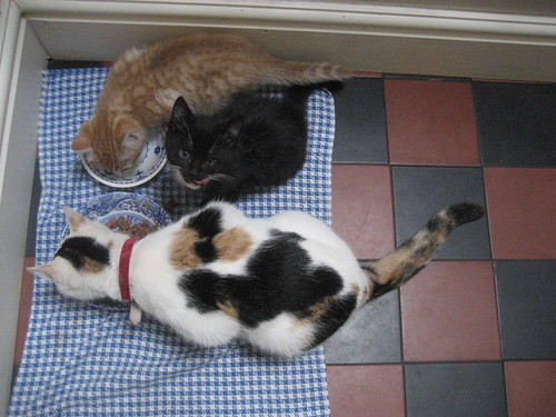 John CATs - IMG_5631