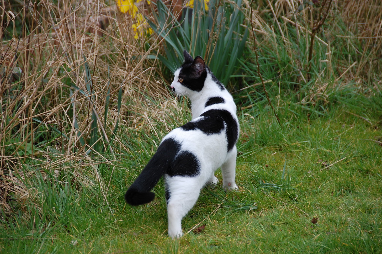 Catt Gaze - DSC_1820