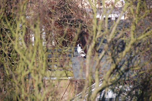 CATT Bokeh - DSC_1770