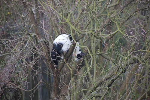 DSC_1790 - Cattintree