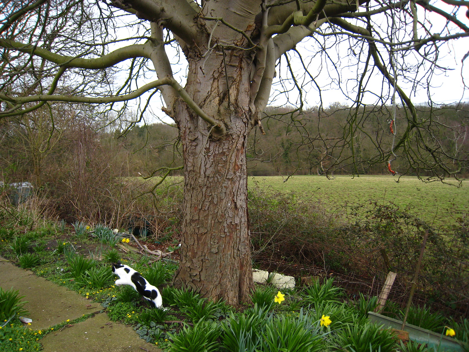 CattoLEAP! - IMG_1354