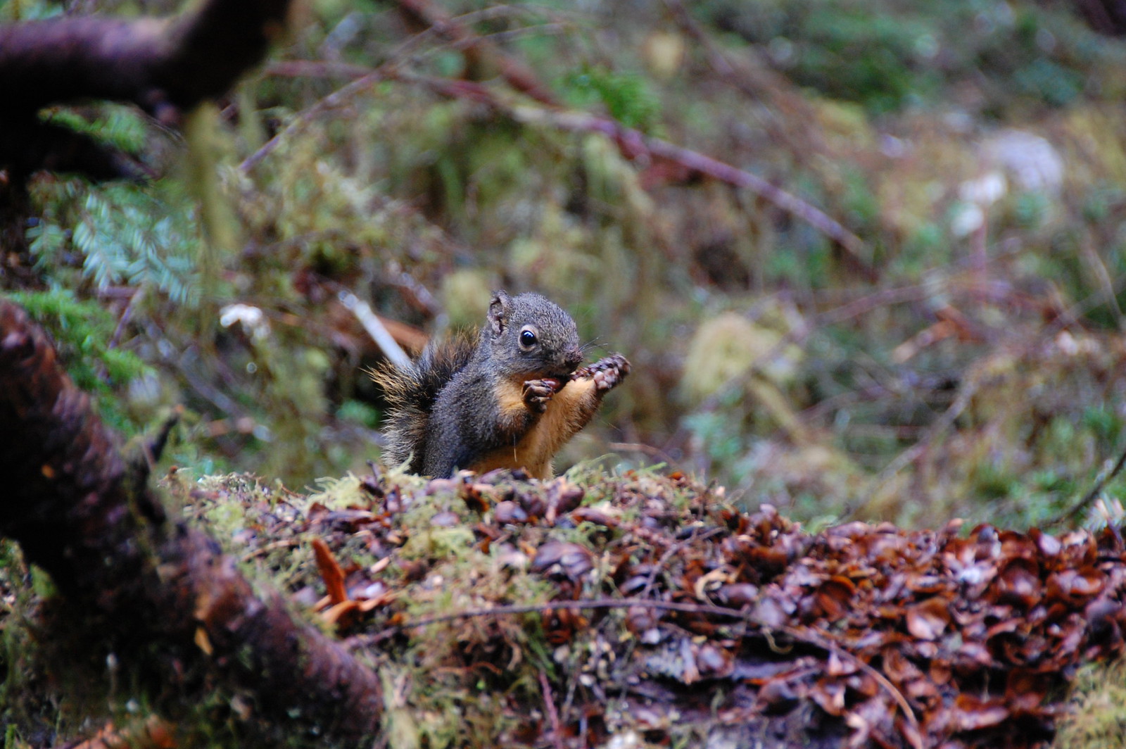Hoh Rainforest Scoirel - DSC_1997