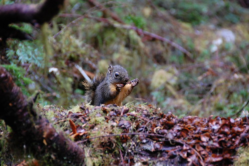 Hoh Rainforest Scoirel - DSC_1997