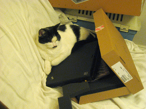 IMG_1529-cattpad