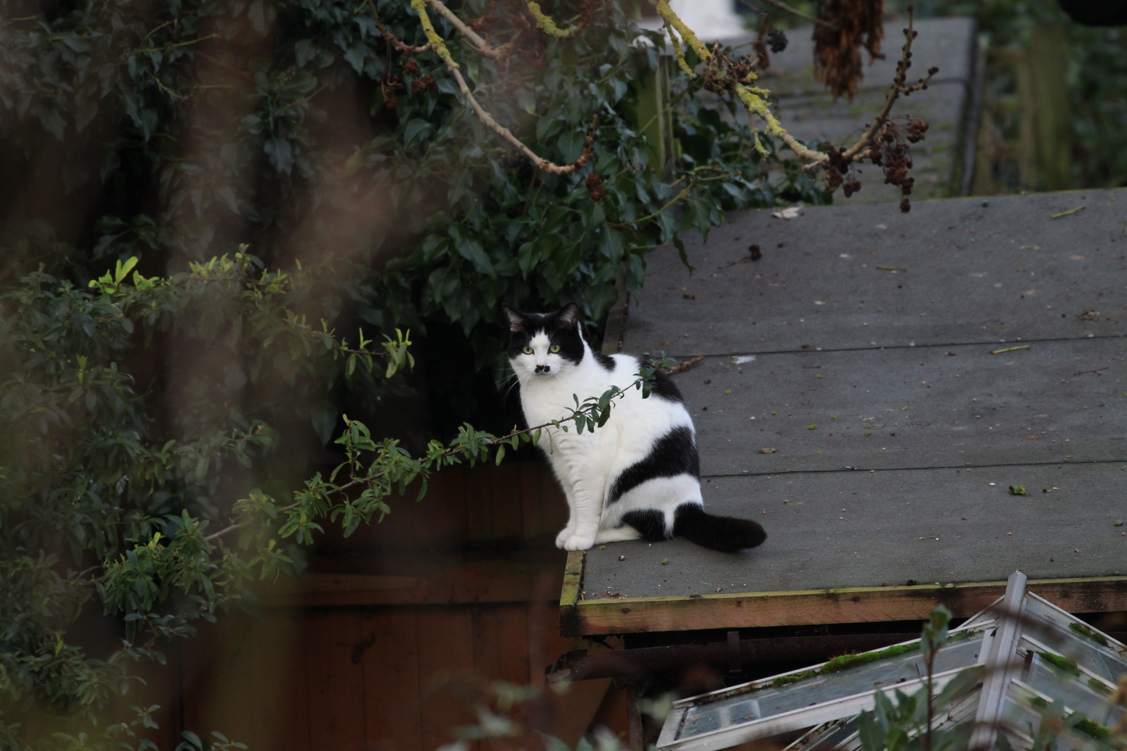 IMG_3741 - CATTOSHEDD!