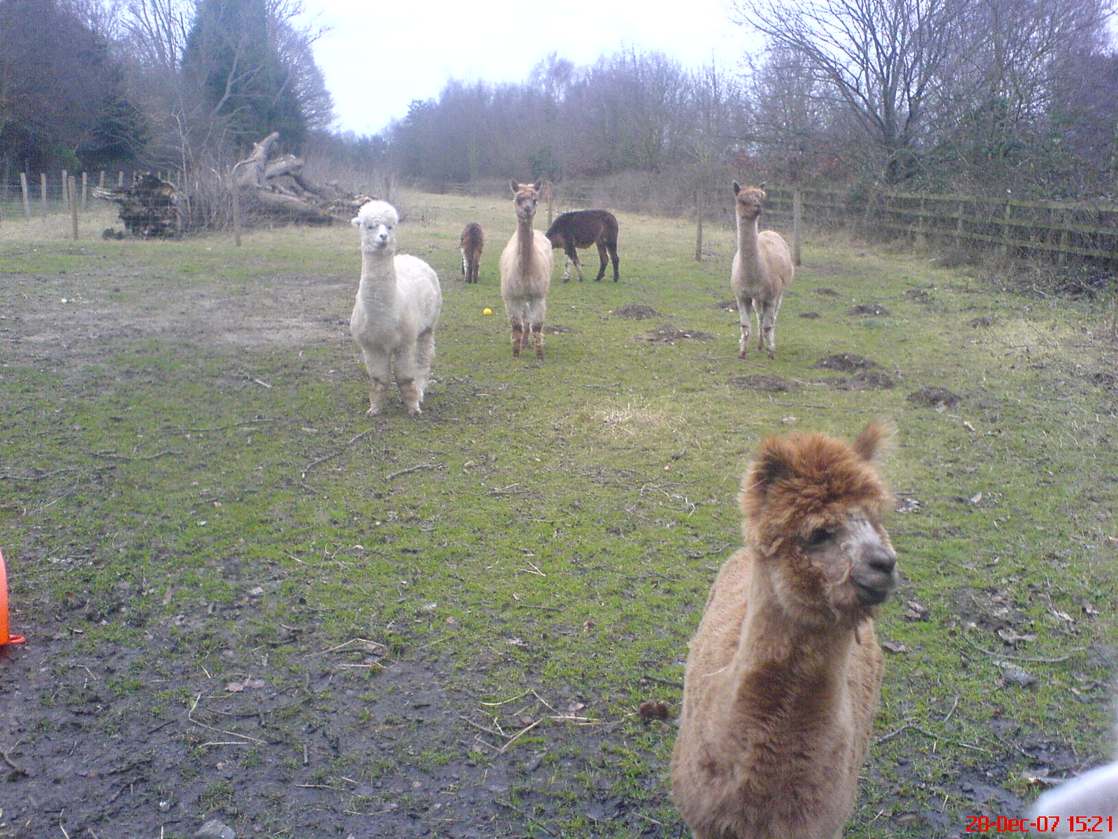 DSC00223 - Alpaca