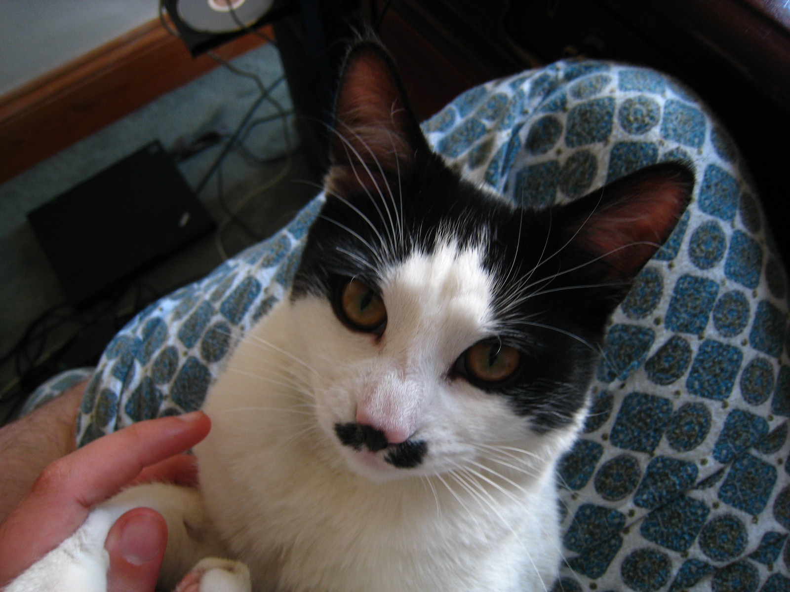 IMG_1552 - Contemporary CATT