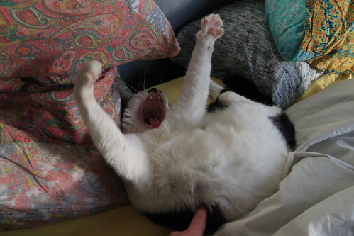 IMG_3771 - CATTTOYYAWNNE!!