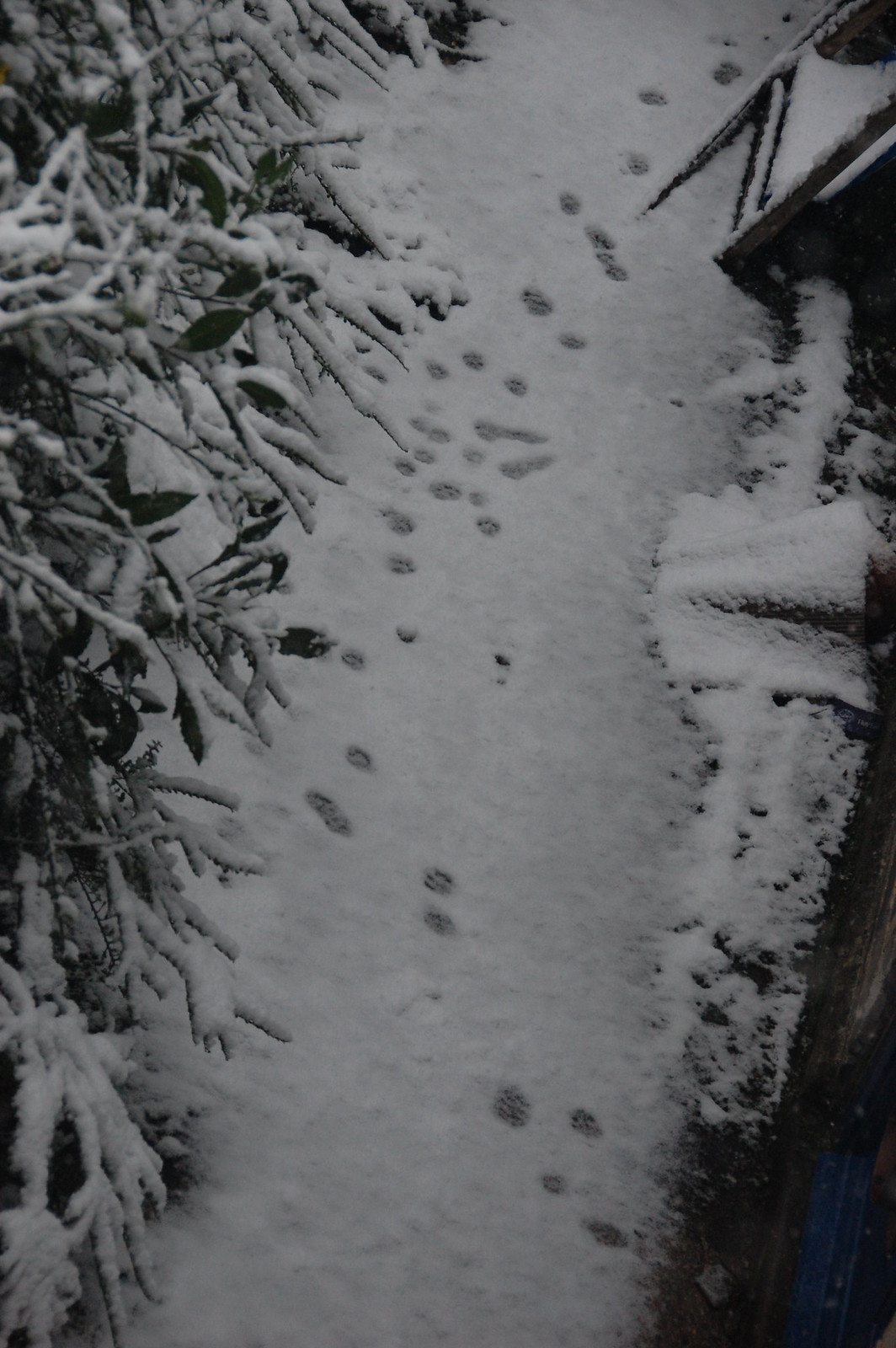 DSC_2076 - CATT PRINTS 2