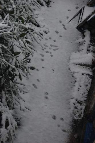 DSC_2076 - CATT PRINTS 2