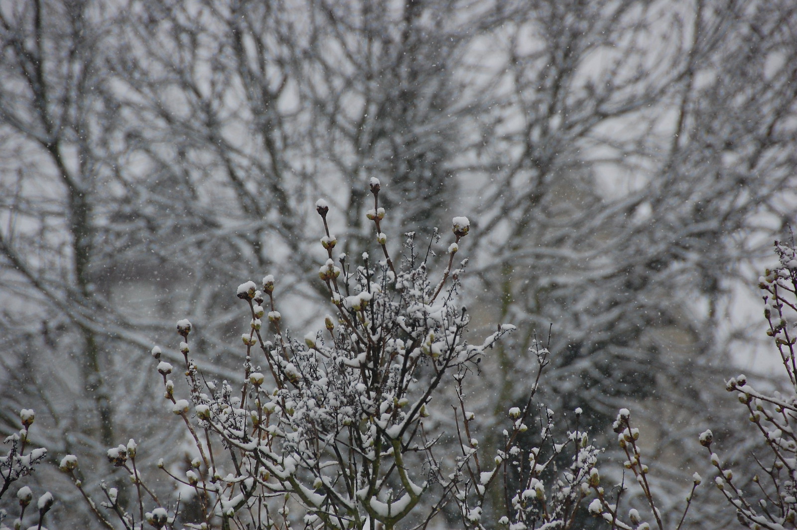 DSC_2082 - Frozen Snow 2