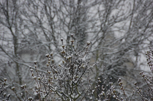 DSC_2082 - Frozen Snow 2