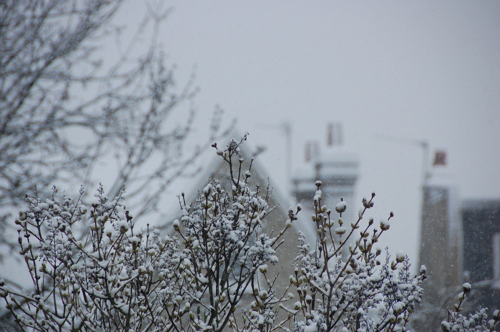 DSC_2083 - Frozen Snow 1