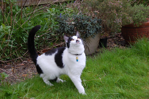 DSC_2166 - Cat Gazes Above