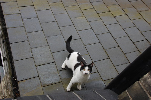 DSC_2150 - CATTINROOF
