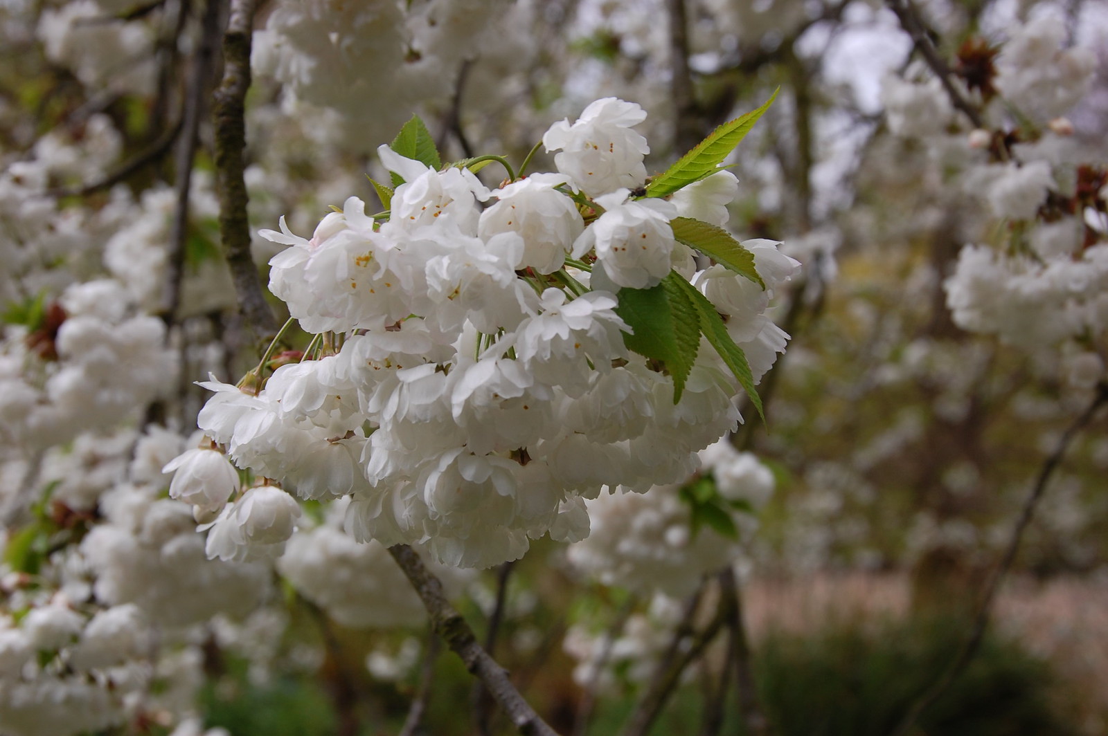 DSC_2154 - Botanical Blossom