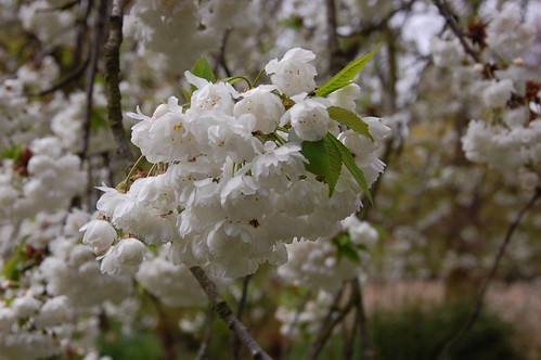 DSC_2154 - Botanical Blossom
