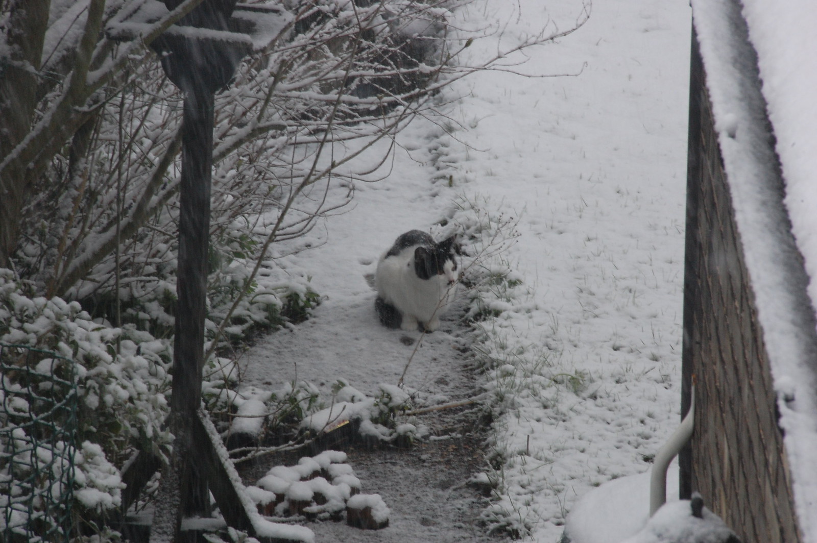 DSC_2064 - CATTINSNEE2!