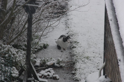 DSC_2064 - CATTINSNEE2!